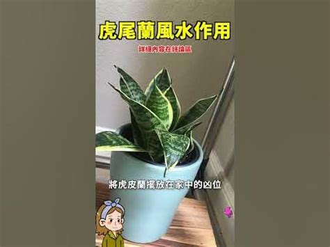 虎尾兰风水玄关|【虎尾蘭風水】虎尾蘭風水：解厄化煞、招財興運擺放。